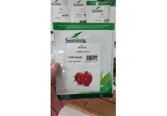 بذر گوجه فرنگی بدرو _ زودرس