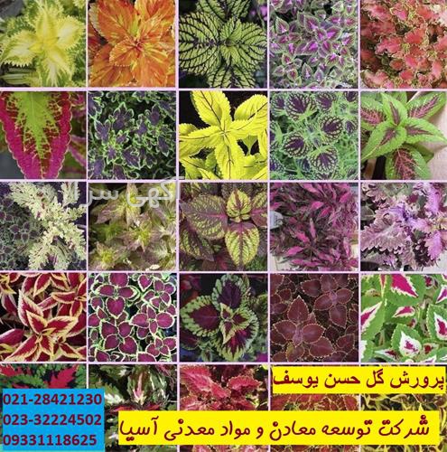 گلخانه غنچه