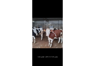 فروش گوساله های اصیل سیمینتال،هلشتاین و...