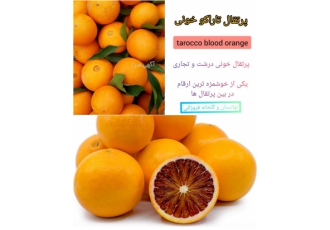 فروش نهال پرتقال خونی تاراکو پیوندی