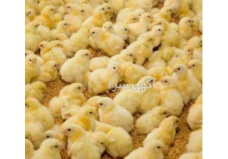 جوجه گوشتی فروش جوجه صنعتی نژاد راس و کاپ و هاوارد وسایر نژاد موجود