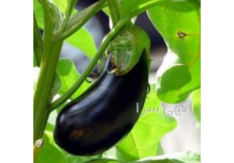 فروش بذر گوجه گلخانه ای