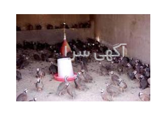 فروش کبک گوشتی فروش کبک گوشتی داز تخم نطف دارتا بالق تخم گزار داریم