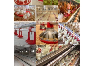 فروش آبخوری اتوماتیک مرغداری