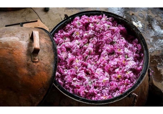 قیمت اسانس گل محمدی تولید کننده اسانس گلاب در کاشان عطر و بوی خالص آن