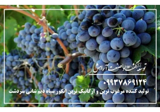 تولید کننده ارگانیک ترین انگور سیاه شانی دیم سردشت گروه توسعه کشت