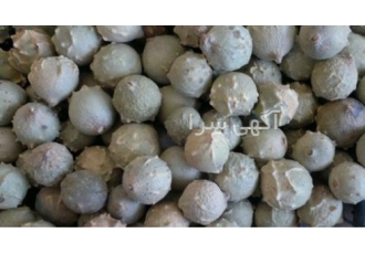 فروش مازو فروش عمده و خرد مازوی سبز و سفید با کیفیت بالا جهت صادرات