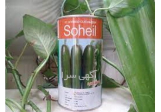 فروش بذر خیار سهیل با کیفیت در سنندج فروش بذر خیار سهیل دارای میوه ای