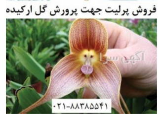 فروش پرلیت جهت پرورش گل ارکیده
