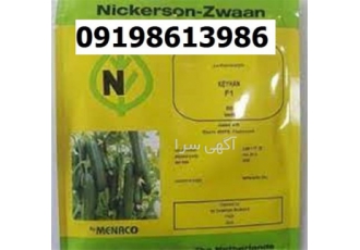 بذر خیار کیهان پرفروش اصل در مشهد بذر خیار کیهان یکی از پرفروش ترین