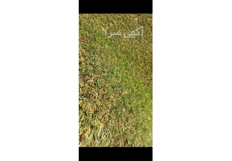 پخش عمده چمن مصنوعی در تهران فروش عمده چمن مصنوعی در تهران ارسال