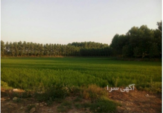 فروش یک قطعه باغ یک هکتاری