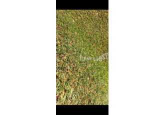 فروش ویژه ؛ چمن مصنوعی و گیرین وال در تهران فروش ویژه انواع چمن