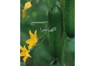 پخش بذر خیار مرغوب جهت کشت در فضای باز