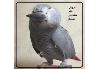 دستگاه جوجه کشی &#۱۶۰;فروش تخم نطفه دار کاسکو در قم دستگاه جوجه کشی