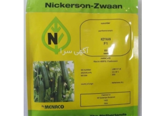 بذر خیار گلخانه ای کیهان / میانگل در تویسرکان بذر خیار گلخانه ای کیهان