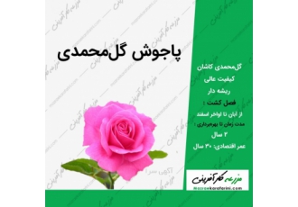فروش عمده پاجوش گل محمدی