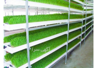 مشاوره کشت گلخانه ای علوفه هیدروپونیک