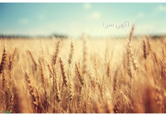 فروش نشاسته ذرت و گندم و سیب زمینی