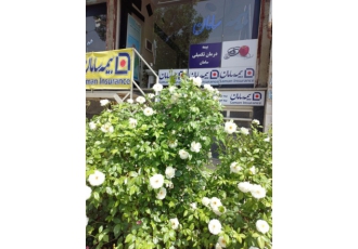 بیمه سامان ارائه انواع خدمات بیمه ای