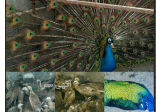 فروش انواع تخم نطفه دار طاووس انواع تخم نطفه دار طاووس موجود میباشد تخم
