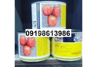 بذر گوجه فرنگی افرا پرفروش اصل