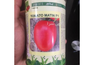 فروش بذر گوجه فرنگی متین بذر پر فروش