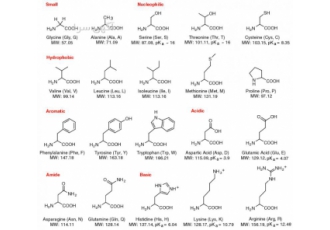 خط تولید اسید آمینهamino acid خط تولید اسید آمینهamino acid ارائه خط