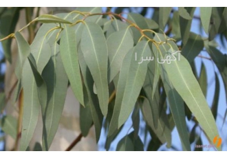 فروش اسانس اکالیپتوس؛ قیمت اسانس در کاشان اسانس اکالیپتوس محصولی طبیعی