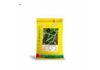 بذر خیار گلوریا فروش عمده و اصل در شیراز ویژه فضای باز اف یک Gs27009