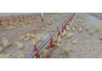 فروش دانخوری اتوماتیک و آبخوری نیپل در ساری تولید دانخوری بشقابی