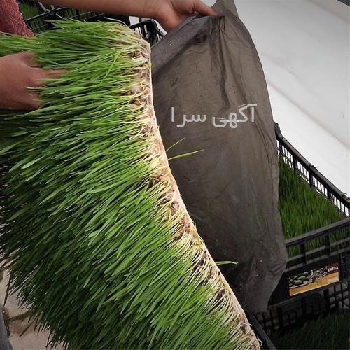 آگهی های گلخانه - اصفهان