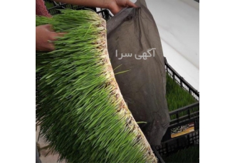 دوره آموزشی تولید علوفه هیدروپونیک برای دام
