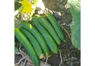 فروش بذر خیار هیبرید سوپر نیا در شیراز فروش انواع بذر مرغوب فروش بذر