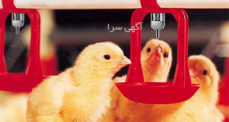 آگهی های خدمات طیور - نوک آباد