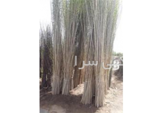 نهالستان نهال گستر زرینه