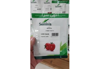 بذر گوجه فرنگی بدرو باردهی خوب در خلخال بذر گوجه بدرو از پتانسیل باردهی