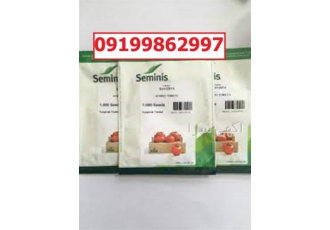 بذر گوجه فرنگی 4129 پرفروش اصل