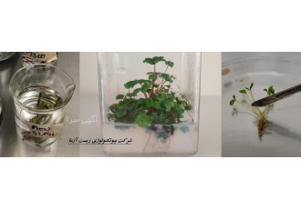 فروش محیط کشتهای آماده گیاهی موراشی اسکوگ MS B۵ و WPM فروش محیط کشتهای