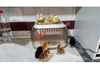 دستگاه جوجه کشی کارخانه ای و دست ساز صنعتی در مشهد باسلام فروش دستگاه