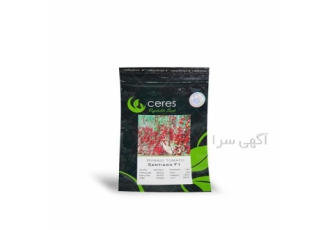 بذر گوجه فرنگی زیتونی گلخانه ای سانتیاگو