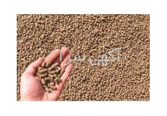 خوراک فشنگی دام فروش پلت کنسانتره پرواری فشنگی و کنسانتره داشتی فشنگی