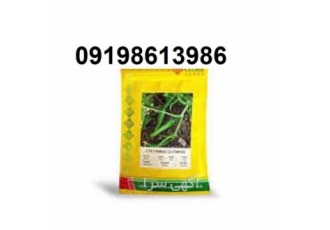 بذر خیار گلوریا پر فروش اصل با قیمت مناسب
