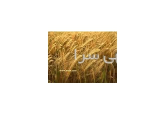 خرید و فروش جو و گندم خرید و فروش جو وخوراک دام تا هزاران تن و توزیع