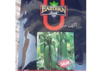 فروش بذر خیار اصل ادرین سالار - بذر خیار گلخانه ای