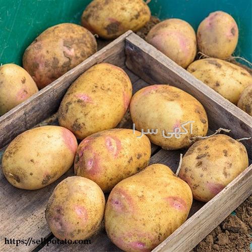 آگهی های بذر و نهال - بروات