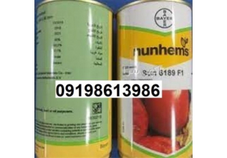گوجه سانسید ۶۱۸۹پر فروش ترین در اردبیل بذر گوجه فرنگی سانسید دارای میوه