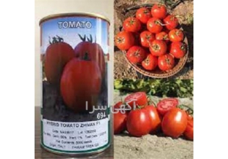 بذر گوجه ژیوان در سجاس بذر گوجه ژیوان محصول شرکت ناسکو آمریکا از بهترین