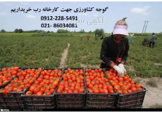 گوجه فرنگی جهت کارخانه رب خریداریم