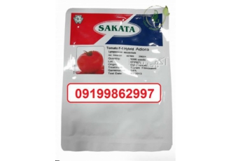 بذر گوجه فرنگی ساکاتا دارای بوته قوی